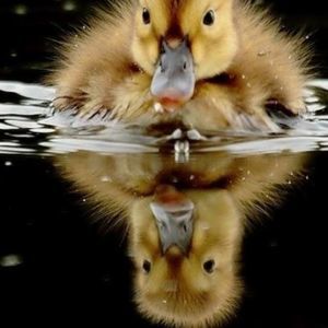 Meet your Posher, Lacey